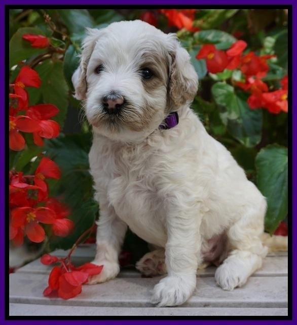 GEm Pitch pups 4 wks old81