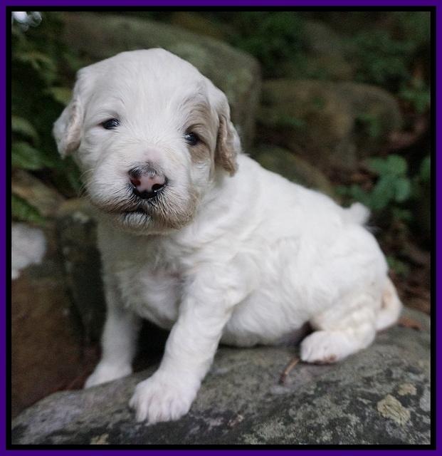 Gem PItch pups 3 wks old91