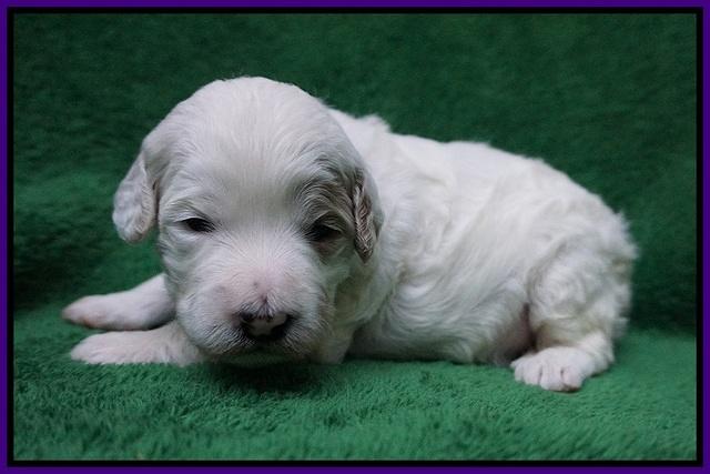 Gem Pitch pups 2 wks old 71