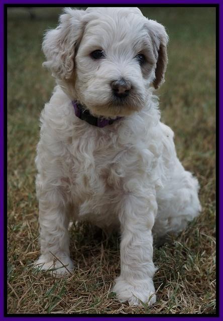 Gem Pitch pups 5 wks old 121