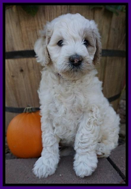 Gem Pitch pups 6 wks old141