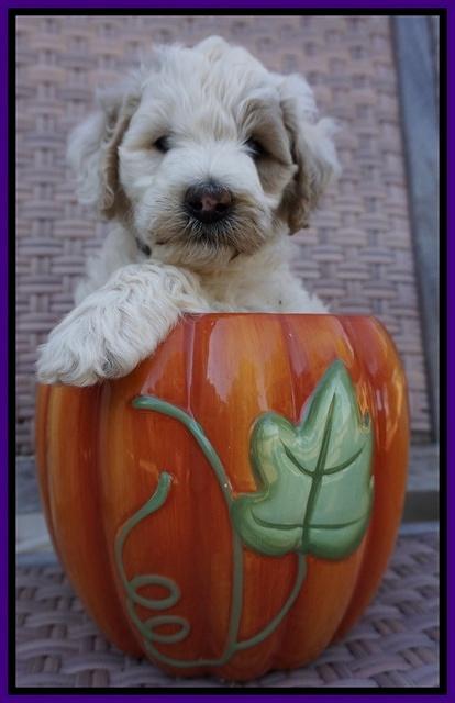 Gem Pitch pups 6 wks old151