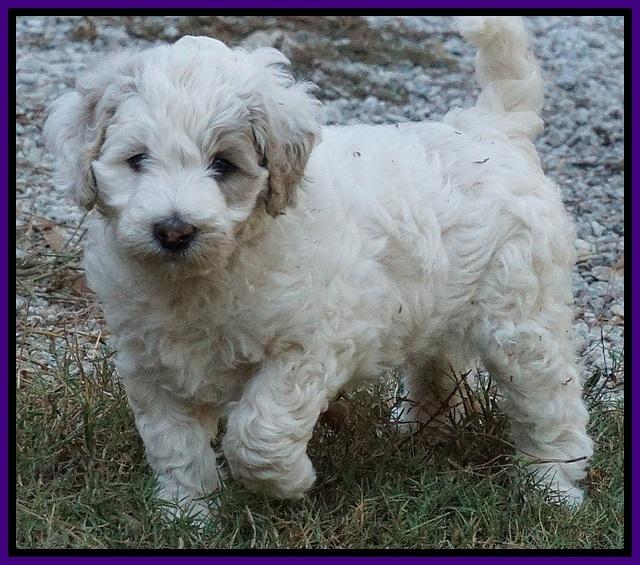 Gem Pitch pups 6 wks old181
