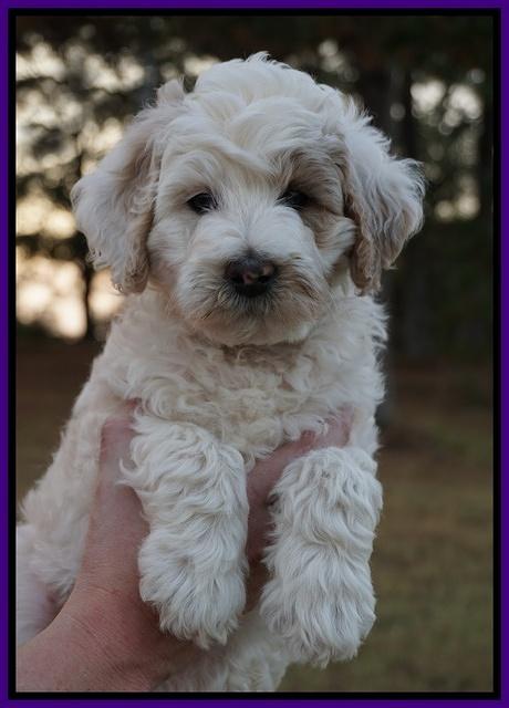 Gem Pitch pups 7 wks old 51