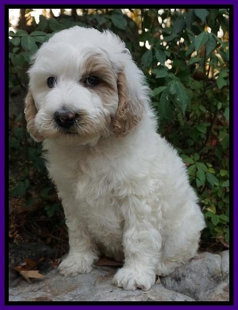 Gem Pitch pups 8 wks old 81