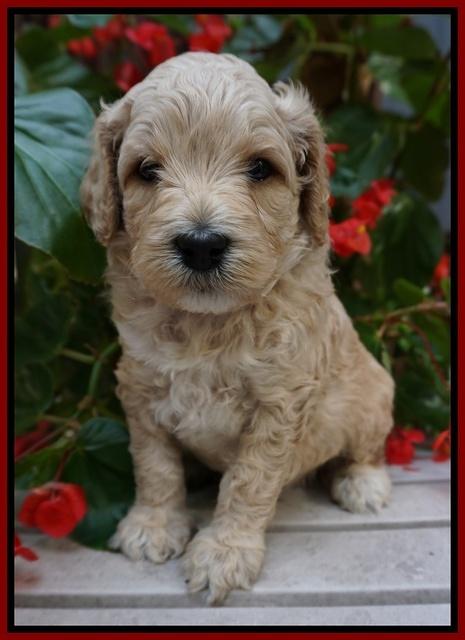 GEm Pitch pups 4 wks old111