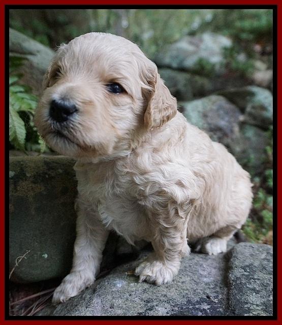 Gem PItch pups 3 wks old151