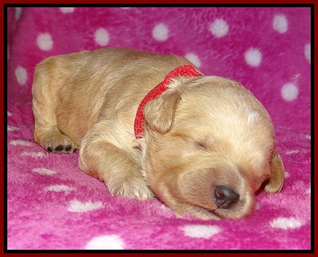 Gem Pitch pups 1 wk old 111