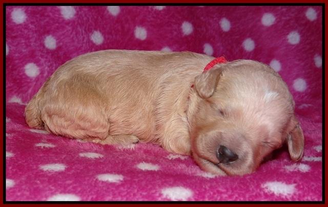 Gem Pitch pups 1 wk old 91