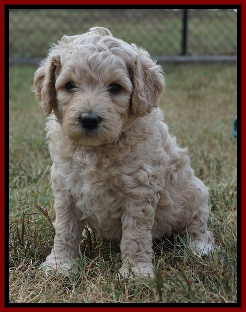 Gem Pitch pups 5 wks old 161