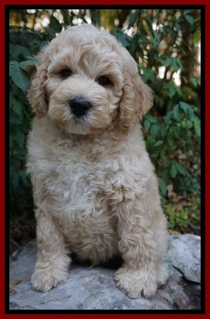 Gem Pitch pups 8 wks old 131