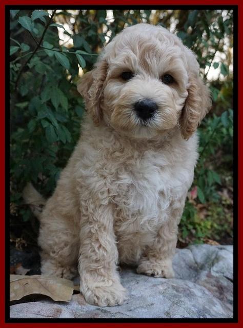 Gem Pitch pups 8 wks old 141