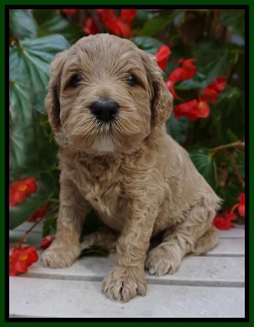 GEm Pitch pups 4 wks old151