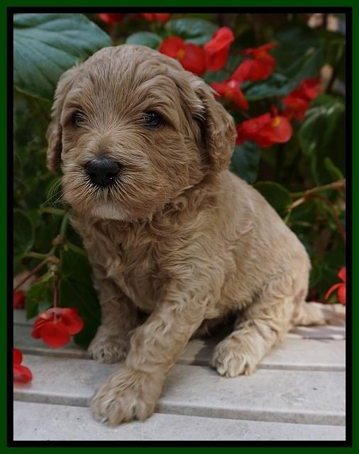 GEm Pitch pups 4 wks old161