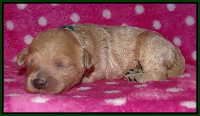 Gem Pitch pups 1 wk old 121