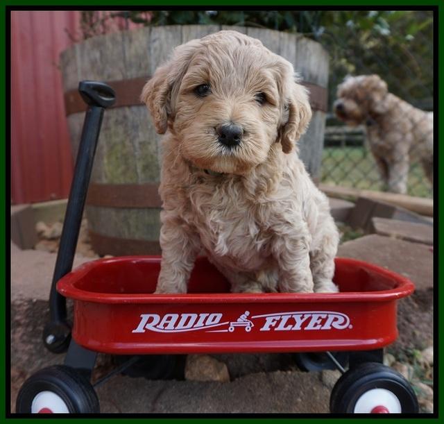 Gem Pitch pups 5 wks old 201
