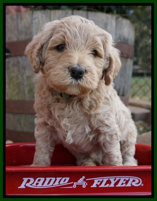 Gem Pitch pups 5 wks old 211