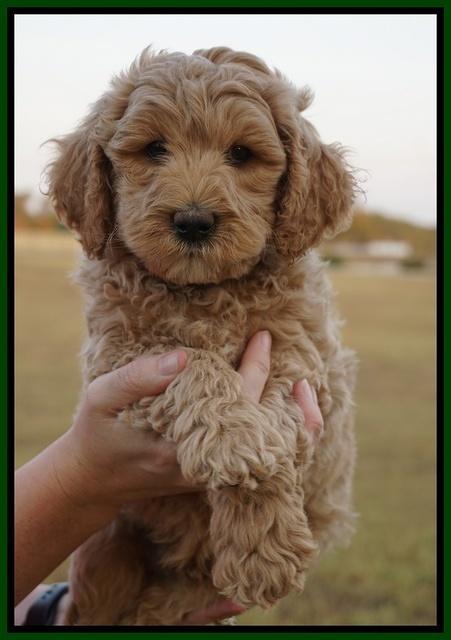 Gem Pitch pups 7 wks old 101