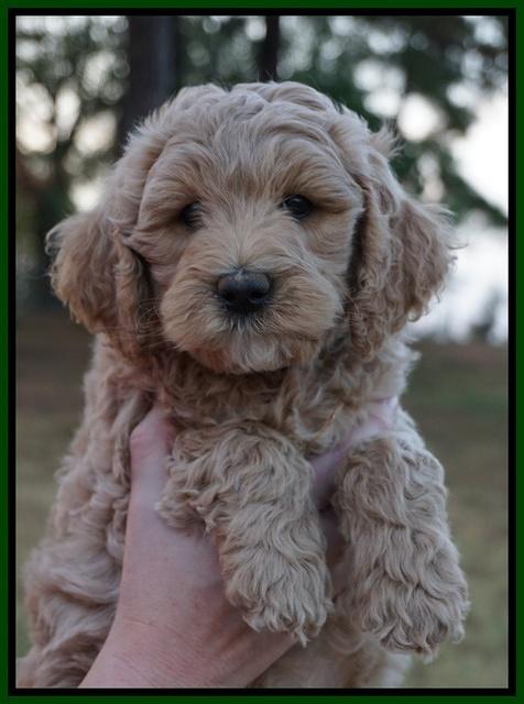 Gem Pitch pups 7 wks old 91