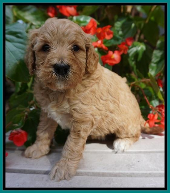 GEm Pitch pups 4 wks old181