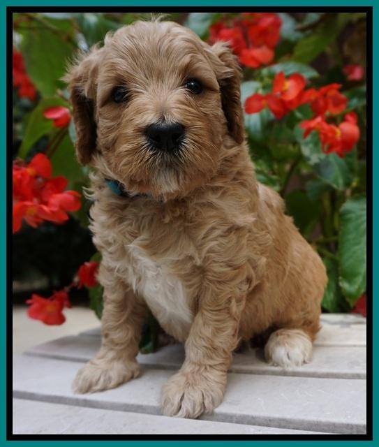 GEm Pitch pups 4 wks old191
