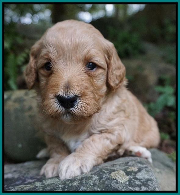 Gem PItch pups 3 wks old211