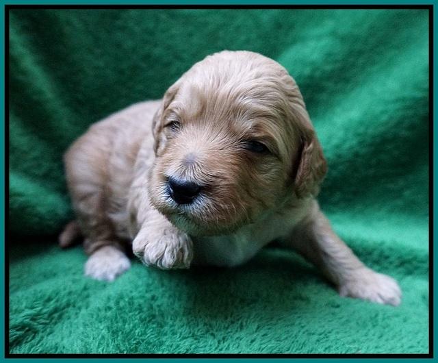 Gem Pitch pups 2 wks old 191