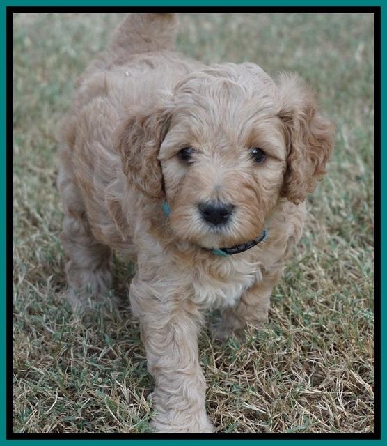 Gem Pitch pups 5 wks old 241