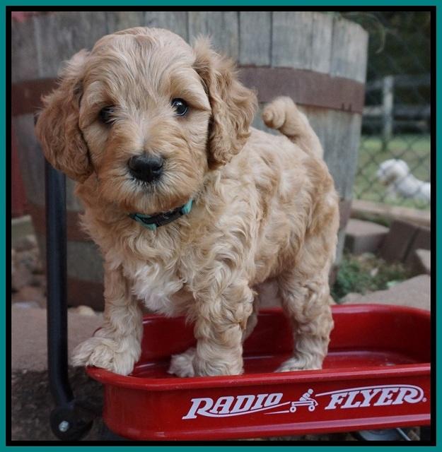 Gem Pitch pups 5 wks old 251