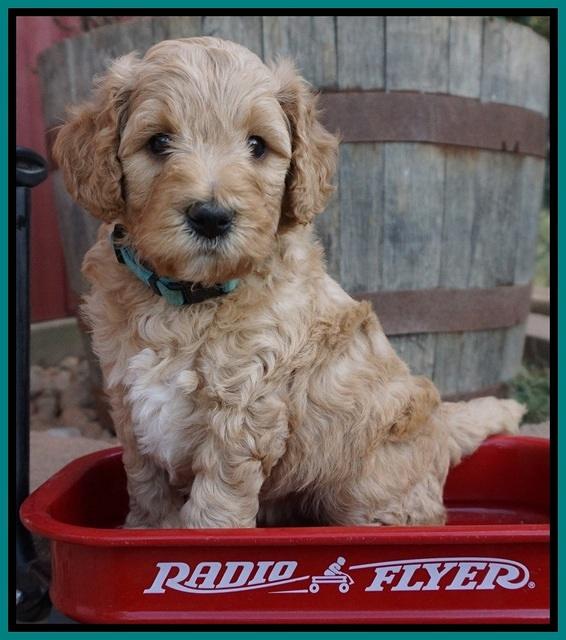 Gem Pitch pups 5 wks old 261