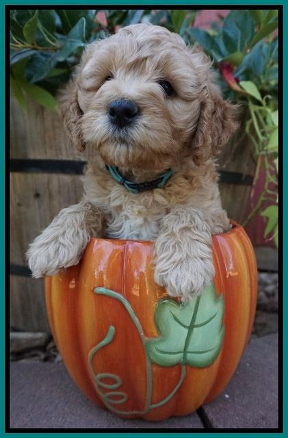 Gem Pitch pups 6 wks old311