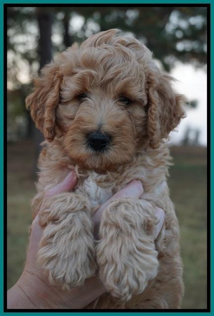 Gem Pitch pups 7 wks old 121