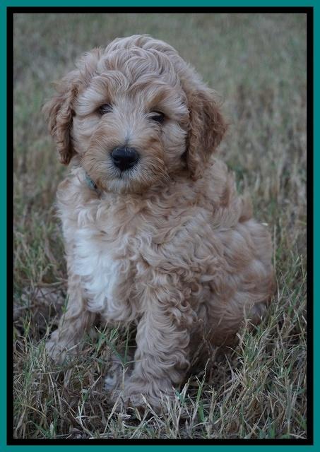 Gem Pitch pups 7 wks old 131