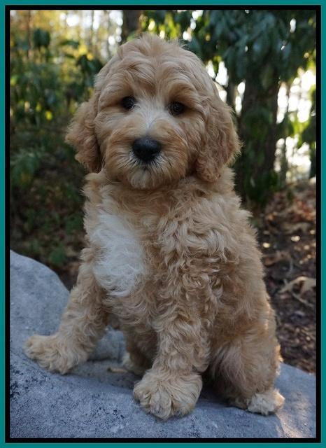 Gem Pitch pups 8 wks old 201