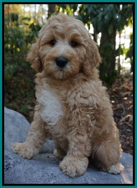 Gem Pitch pups 8 wks old 211