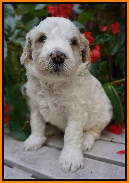 GEm Pitch pups 4 wks old221