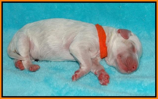 Gem Pitch Newborn pups 151