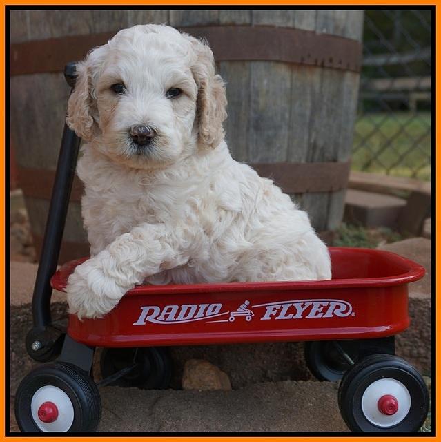 Gem Pitch pups 5 wks old 281