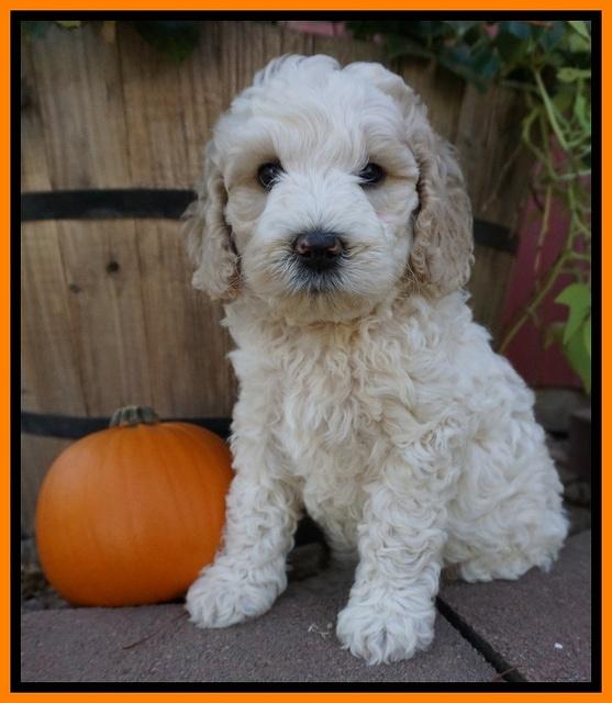 Gem Pitch pups 6 wks old381