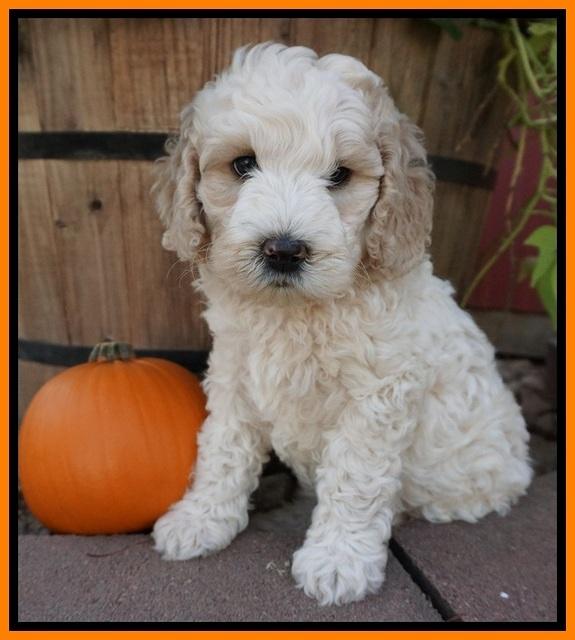 Gem Pitch pups 6 wks old391