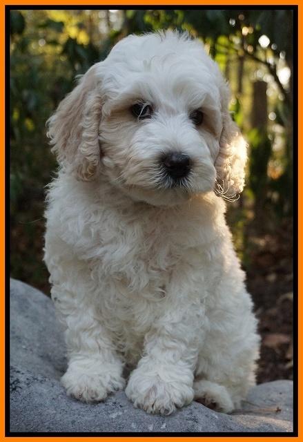 Gem Pitch pups 8 wks old 231