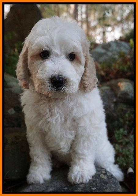 Gem Pitch pups 8 wks old 251