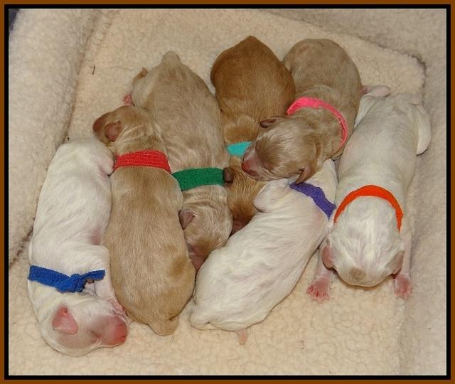 Gem Pitch newborn group 11