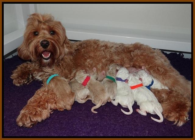 Gem Pitch newborn group 41