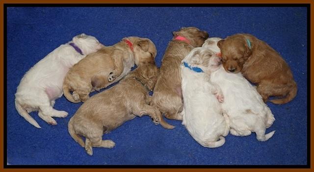 Gem Pitch pups 2 wks old 241