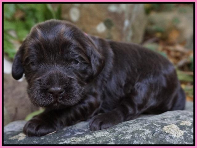 Bess Bronson Pups 2 wks old 11