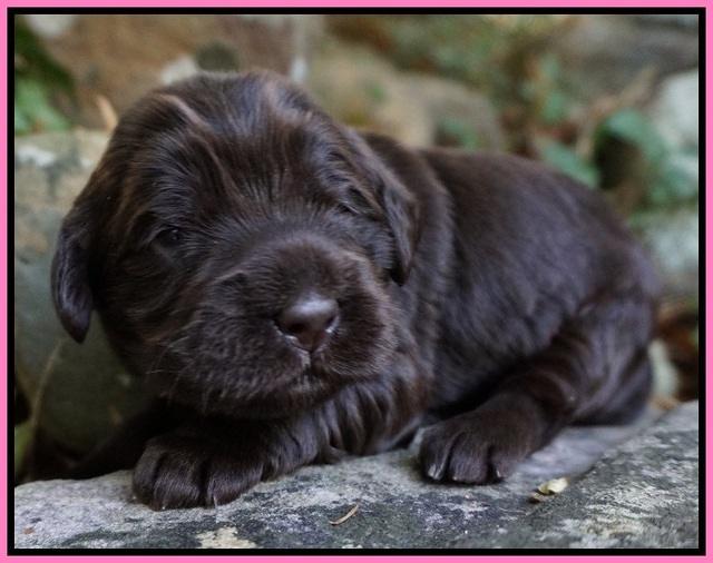 Bess Bronson Pups 2 wks old 21