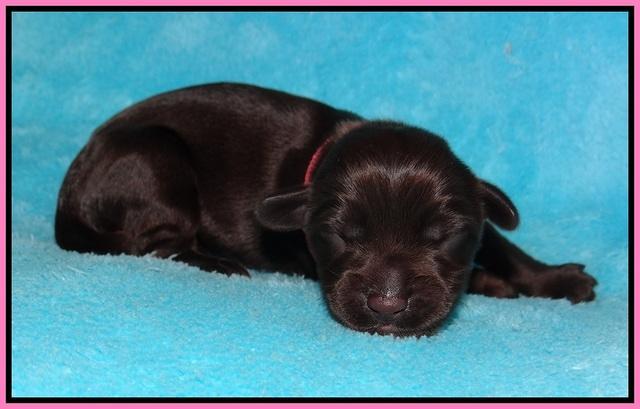 Bess Bronson newborn 41