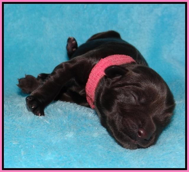 Bess Bronson newborn 51