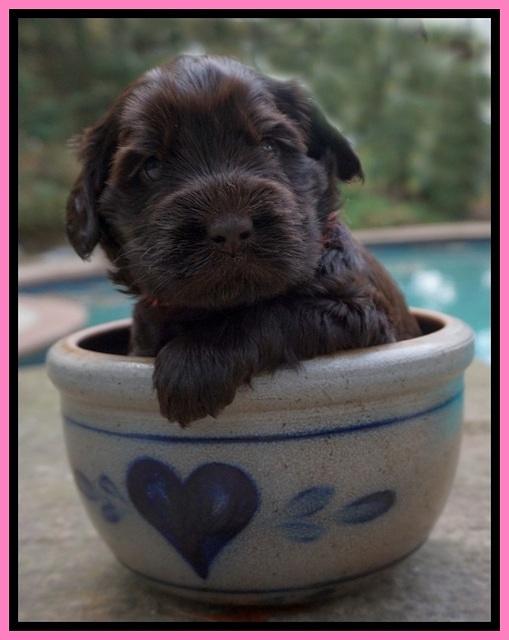 Bess Bronson pups 4 wks old 21